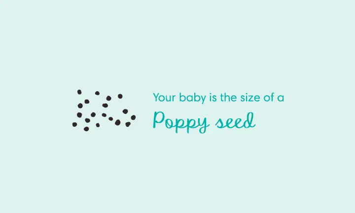 baby size of poppy seed at week 4