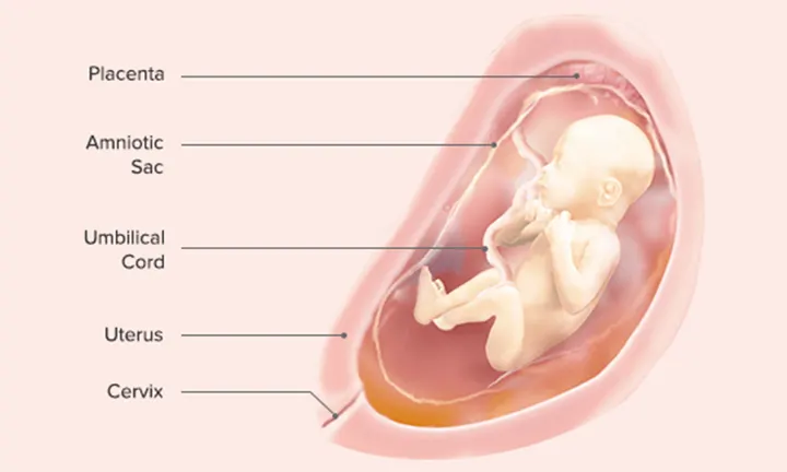 Fetal Development: Week 25