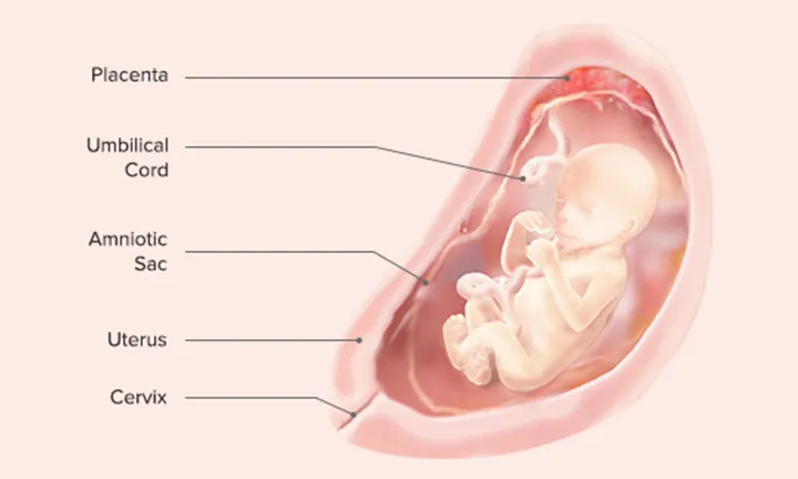 Fetal Development: Week 19
