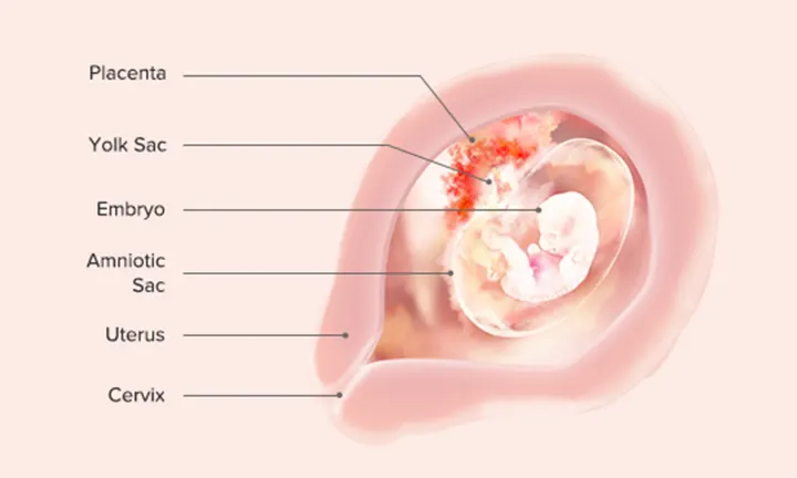 Fetal Development: Week 7