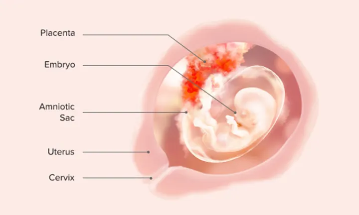 Fetal Development: Week 12