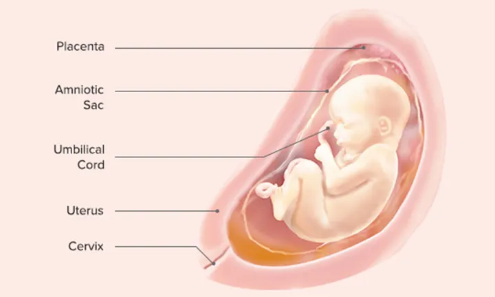 Fetal Development: Week 28