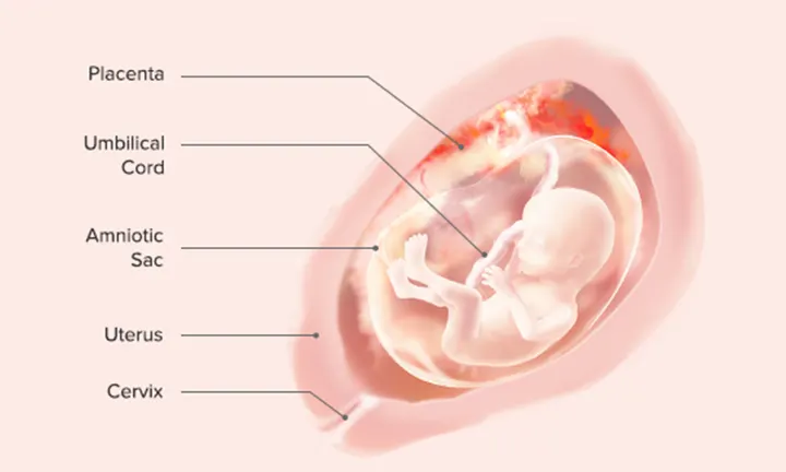 Fetal Development: Week 17