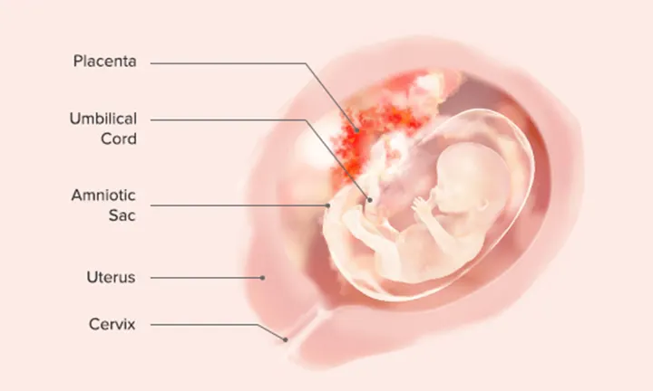 Fetal Development: Week 14
