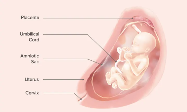 Fetal Development: Week 20