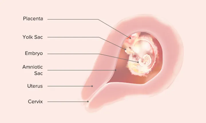 Fetal Development: Week 4