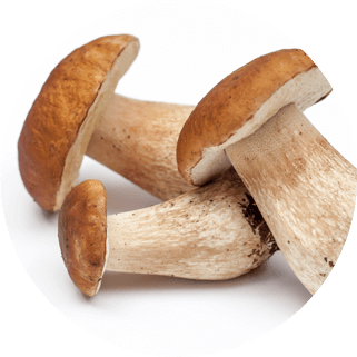 mushroom peptides ingredient new