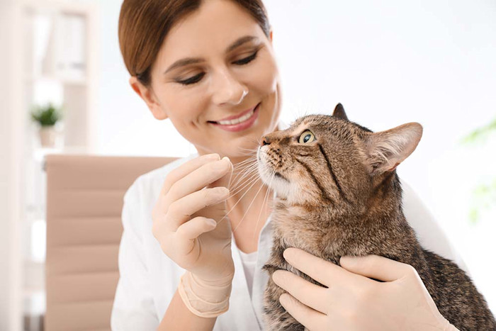 can you crush gabapentin for cats