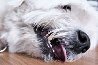 Picture of Phenobarbital For Dogs: Managing Seizures With CareCard | CareCard