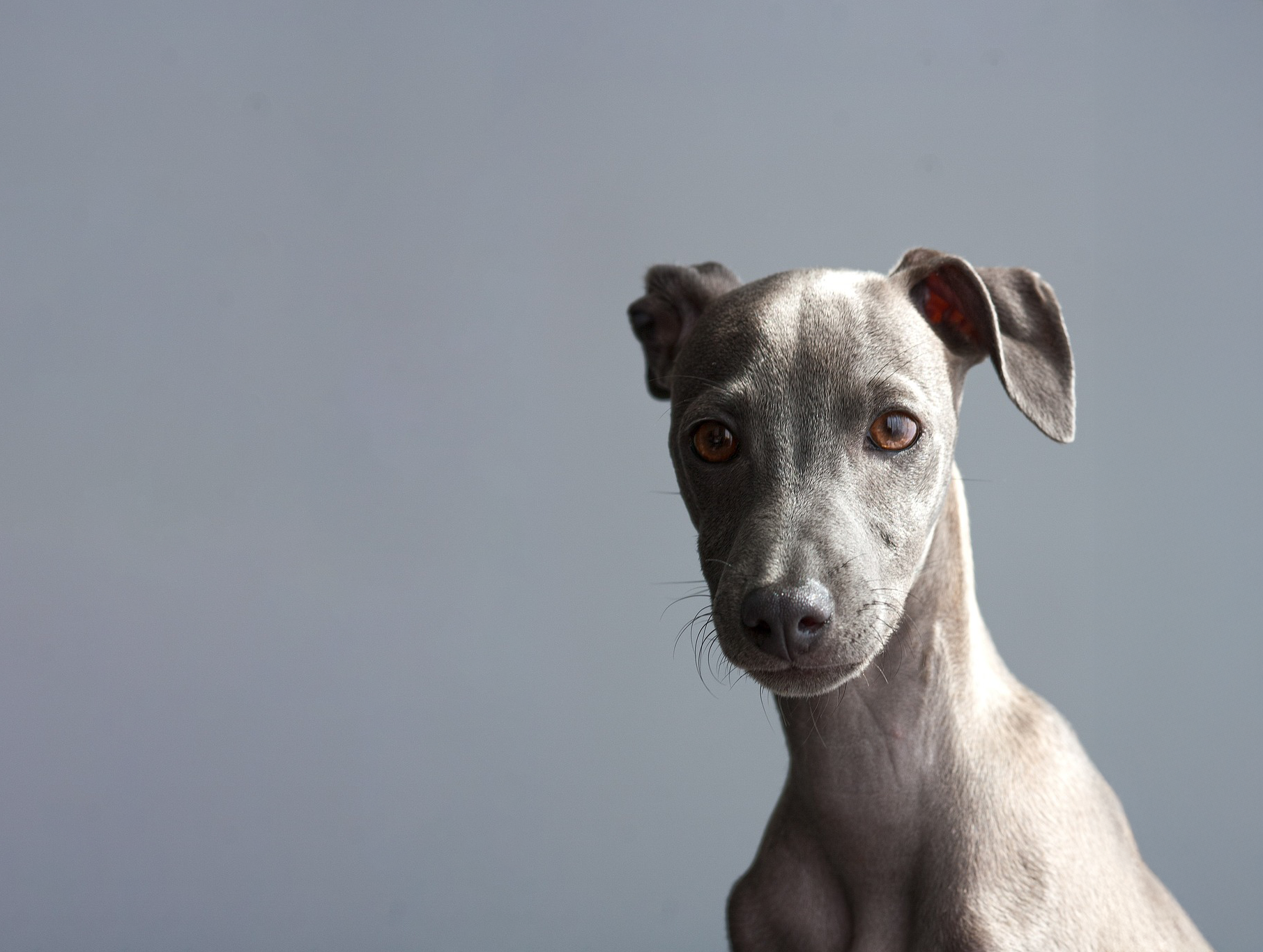 Dog Shivering and Trembling: Causes and Treatments | CareCard