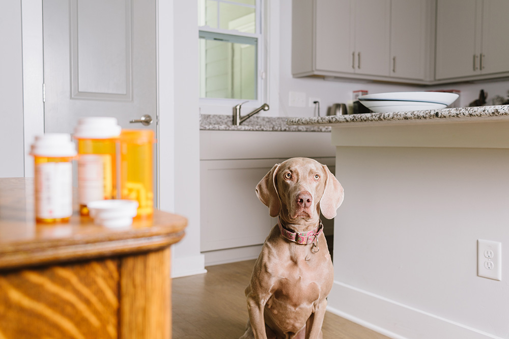 How Can I Save Money on My Pet’s Prescriptions? CareCard