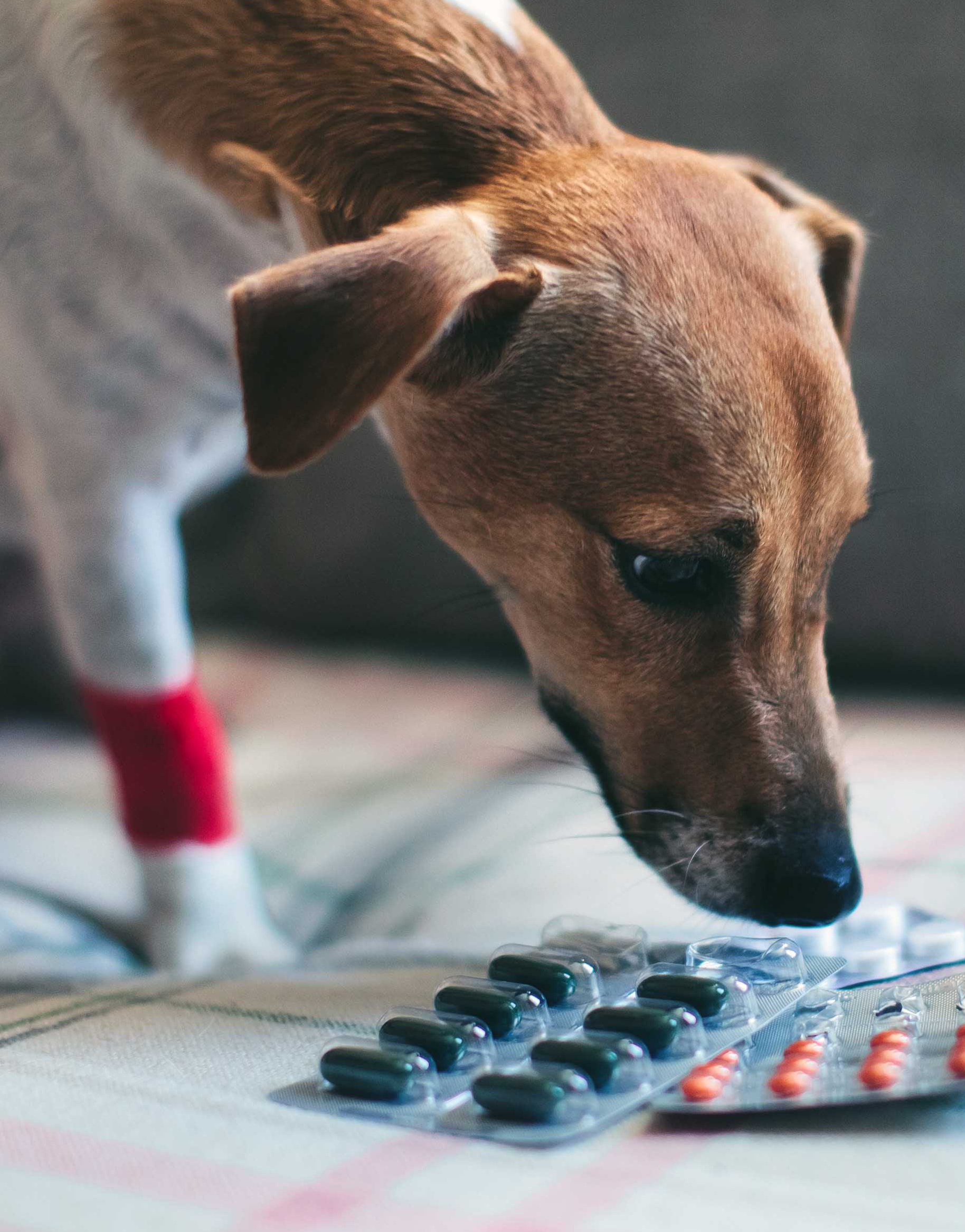 Prednisone For Dogs Essential Care in Canine Health CareCard