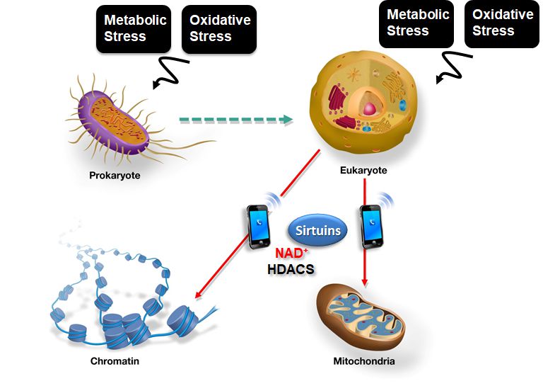 Sirtuins are NAD+