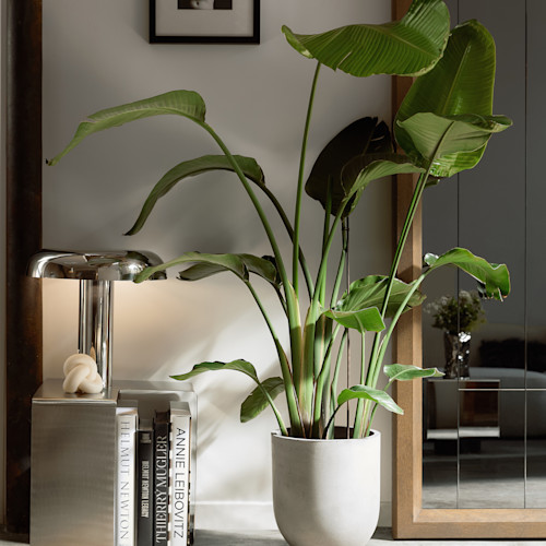 Camille Razat x Westwing