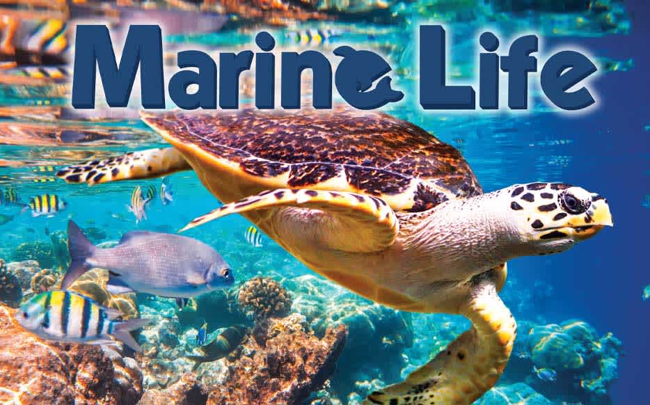 Marine Life cover