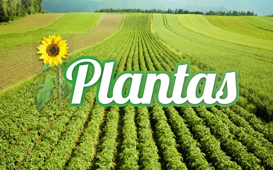 Plantas cover