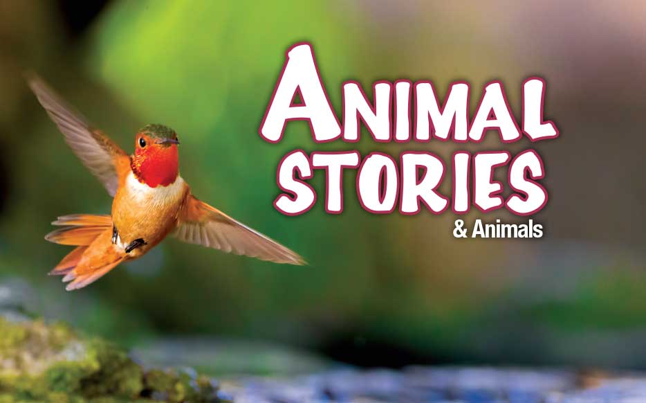 Animal Stories cover