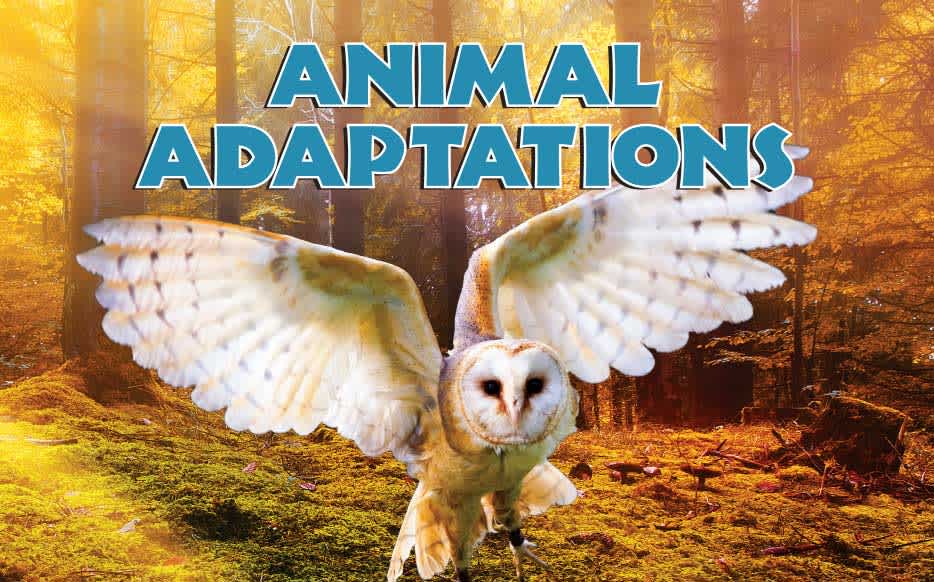 Animal Adaptations cover