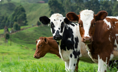 Land O-Lakes Header Image