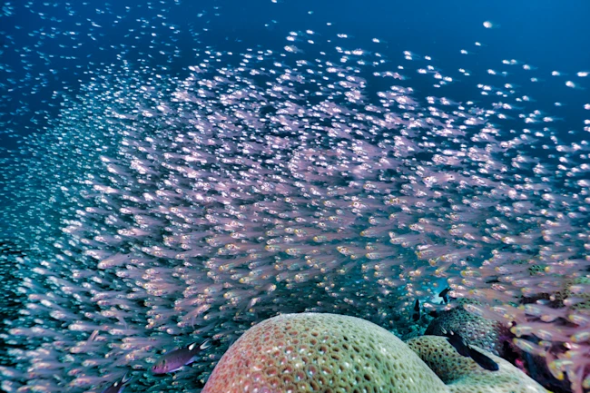 School of underwater Glass fish (Parambassis ranga) on coral reef