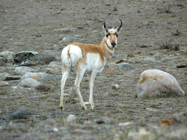 pronghorn