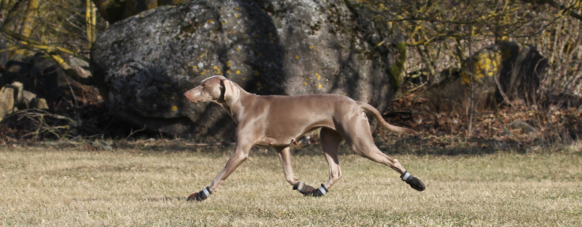 Weimaraner slippers outlet