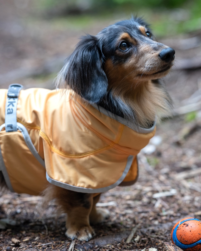 Rukka Pets® - ルッカペット日本公式ウェブサイト | Luhta.com