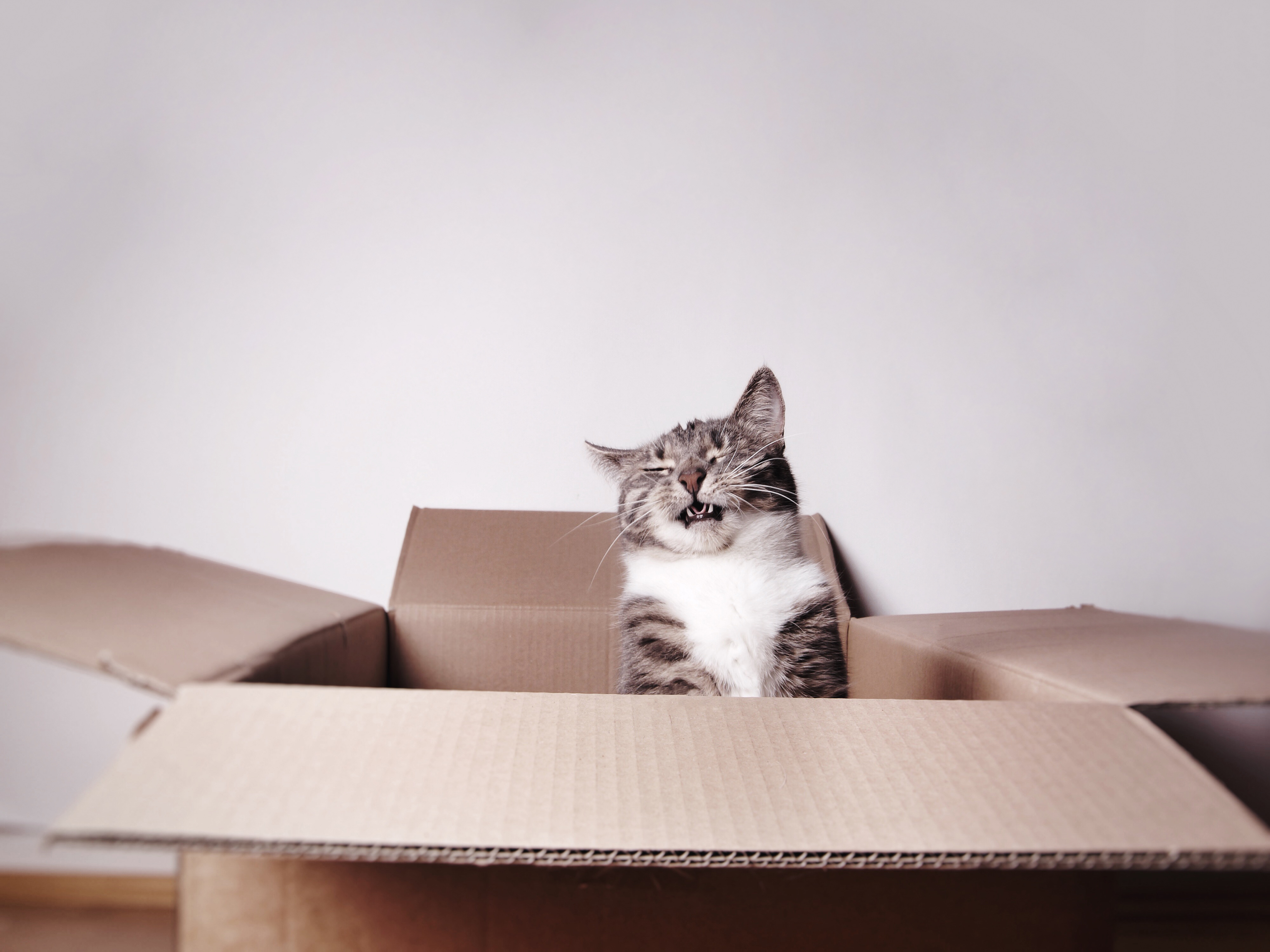 Mi gato estornuda