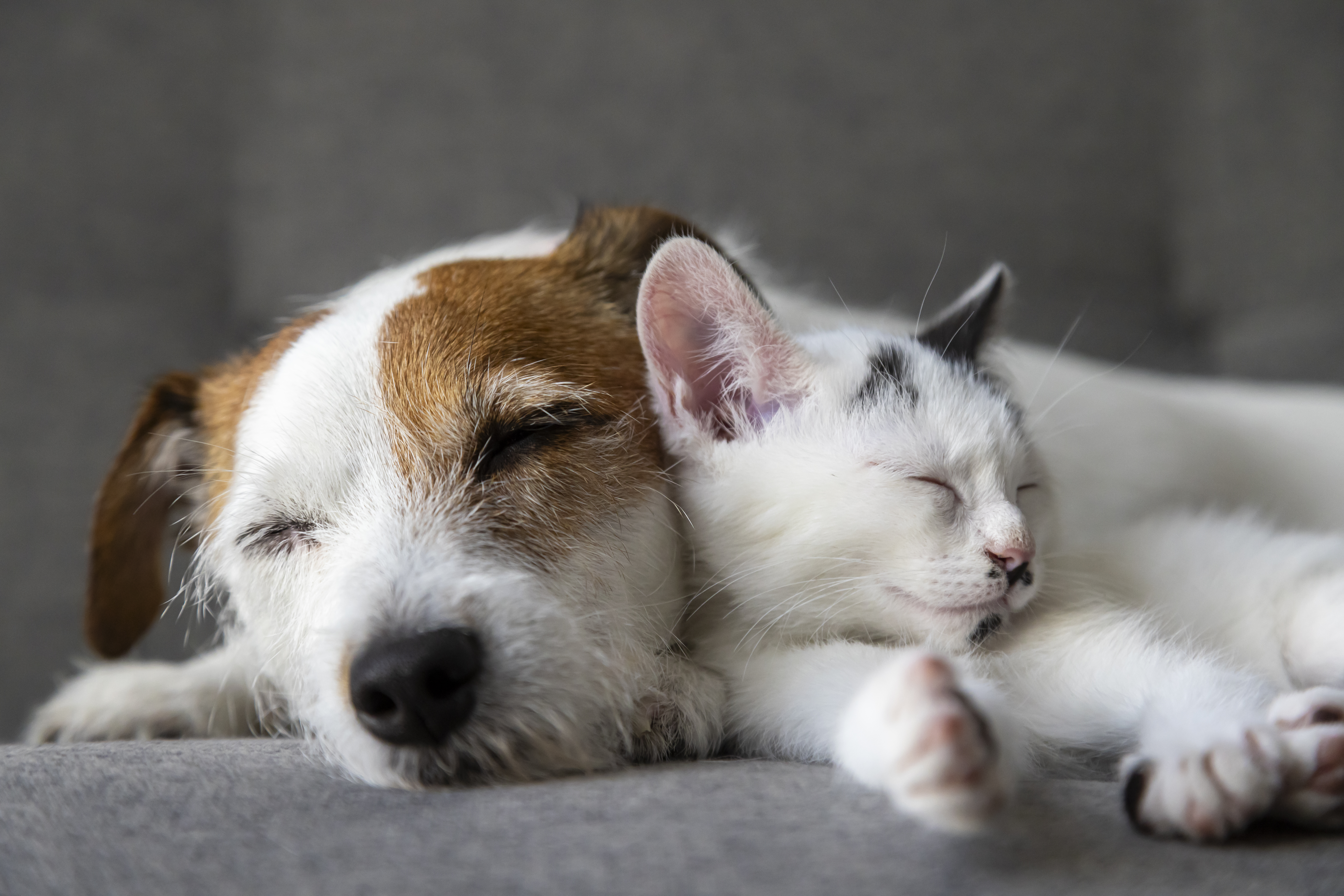 Vacunas para perros y gatos