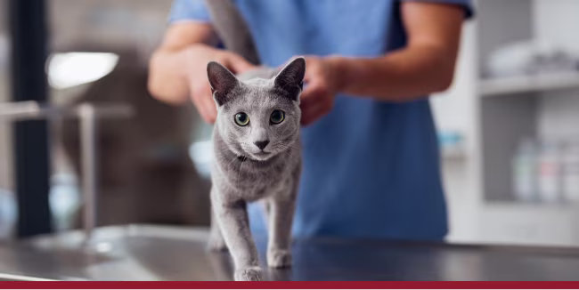 CONS HCLS Sector Brief Veterinary Services Q4 2025 Web Media