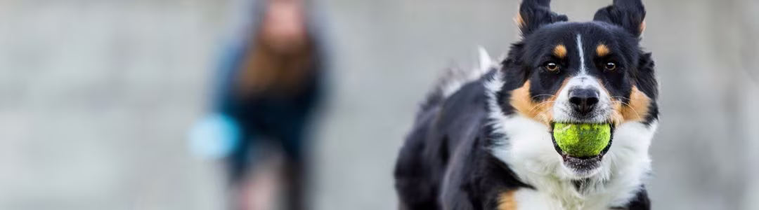 pet food - stock - vet pet care treats