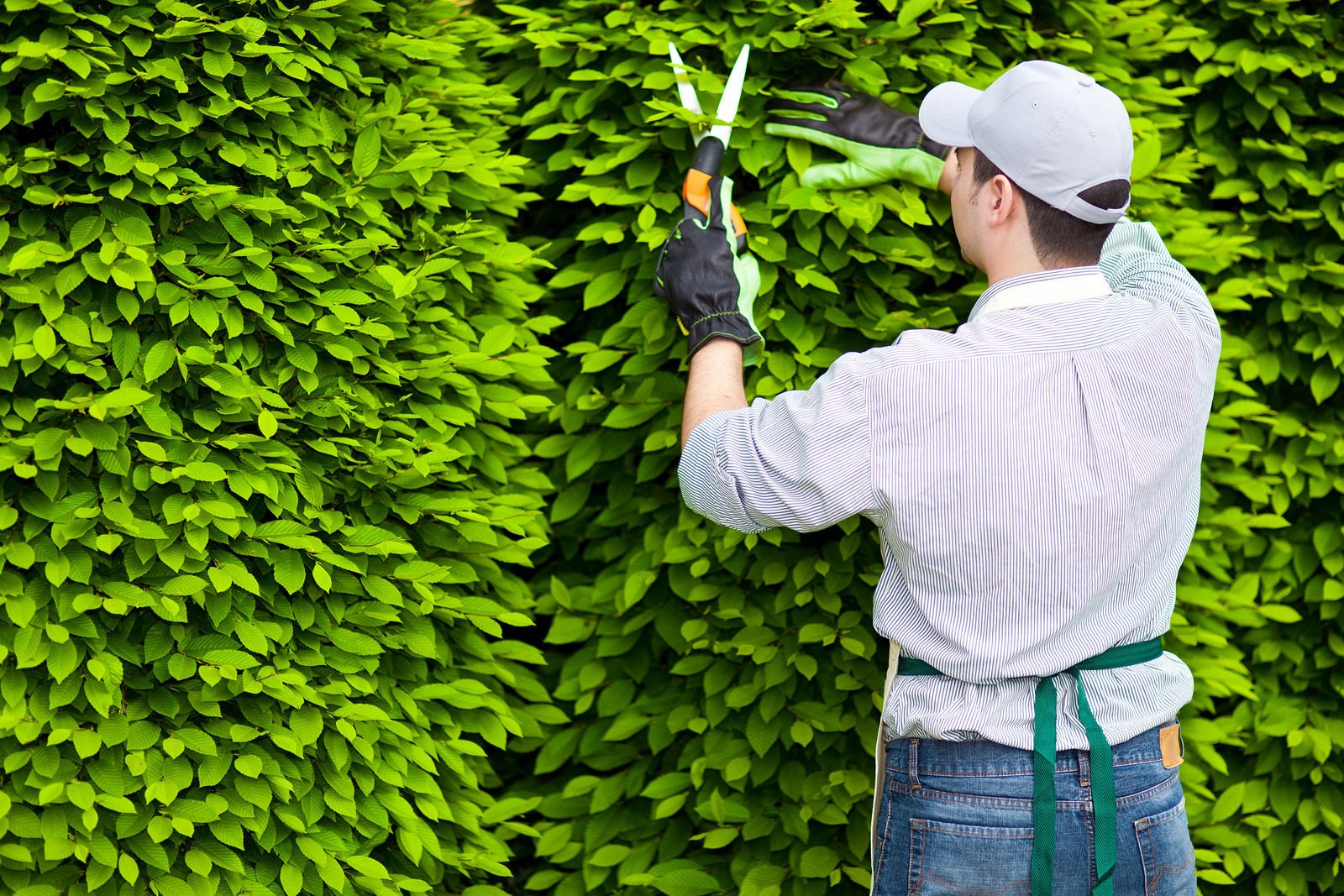 bigstock-professional-gardener-pruning-45239662.jpg