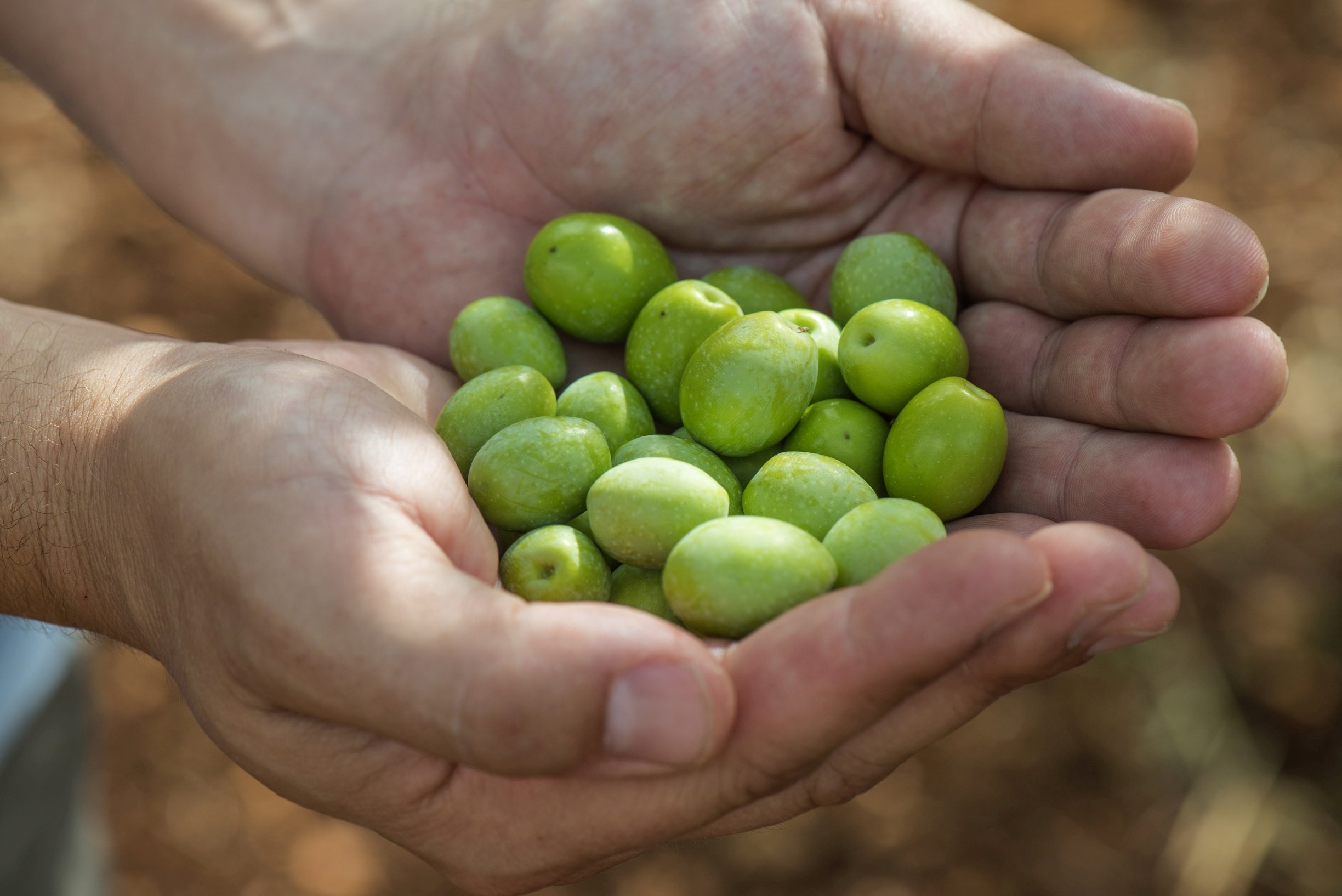 Chiavalon olives