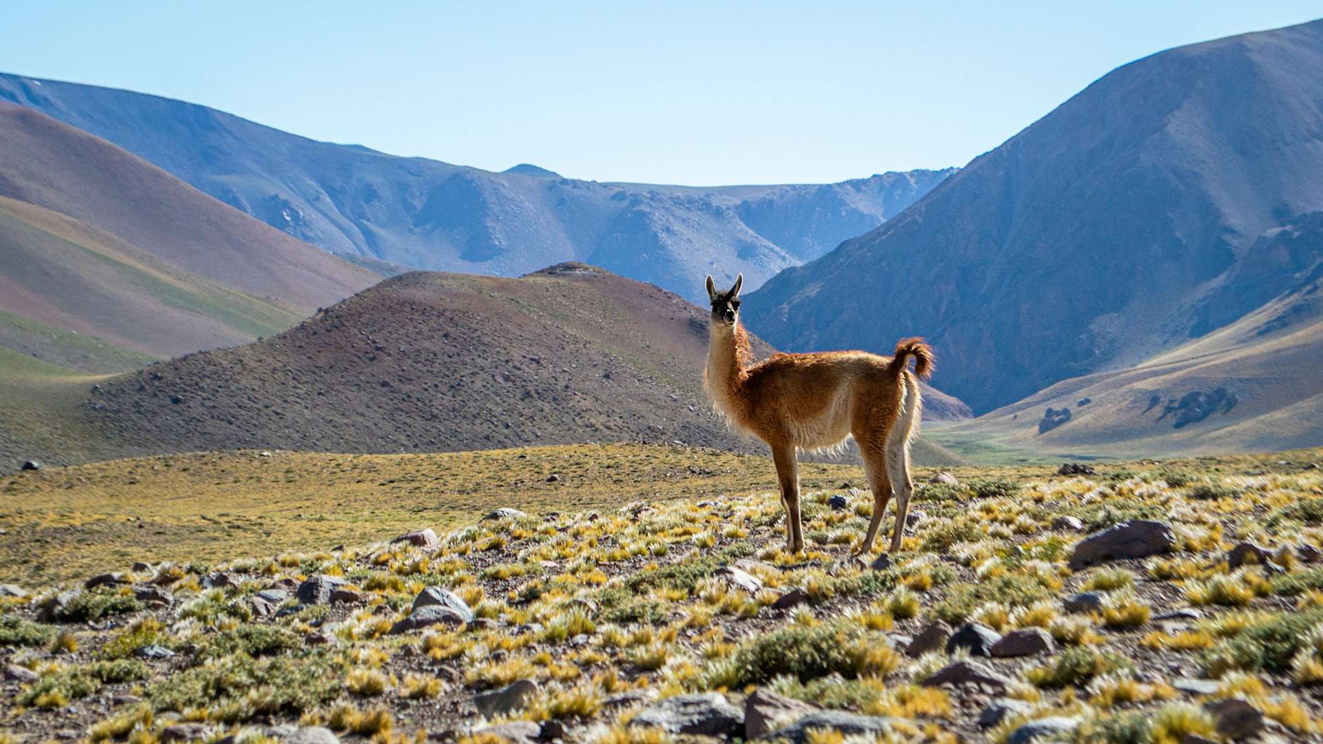 Fernwayer's Things to Do in Mendoza