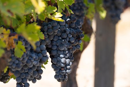 Turkish Wine Guide