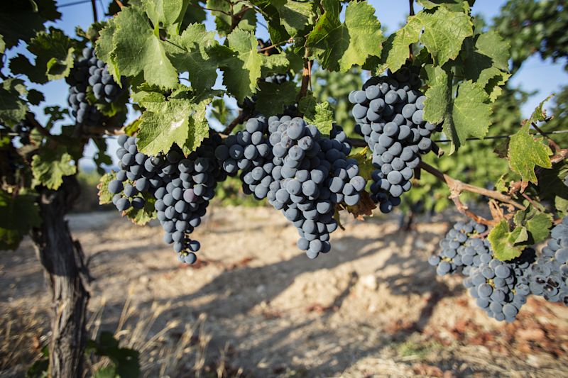 Türkiye Wine Guide: Ancient Grapes and Modern Wineries