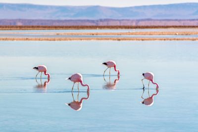 Atacama Salt Flat