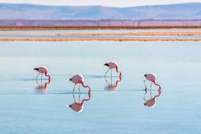 Atacama Salt Flat