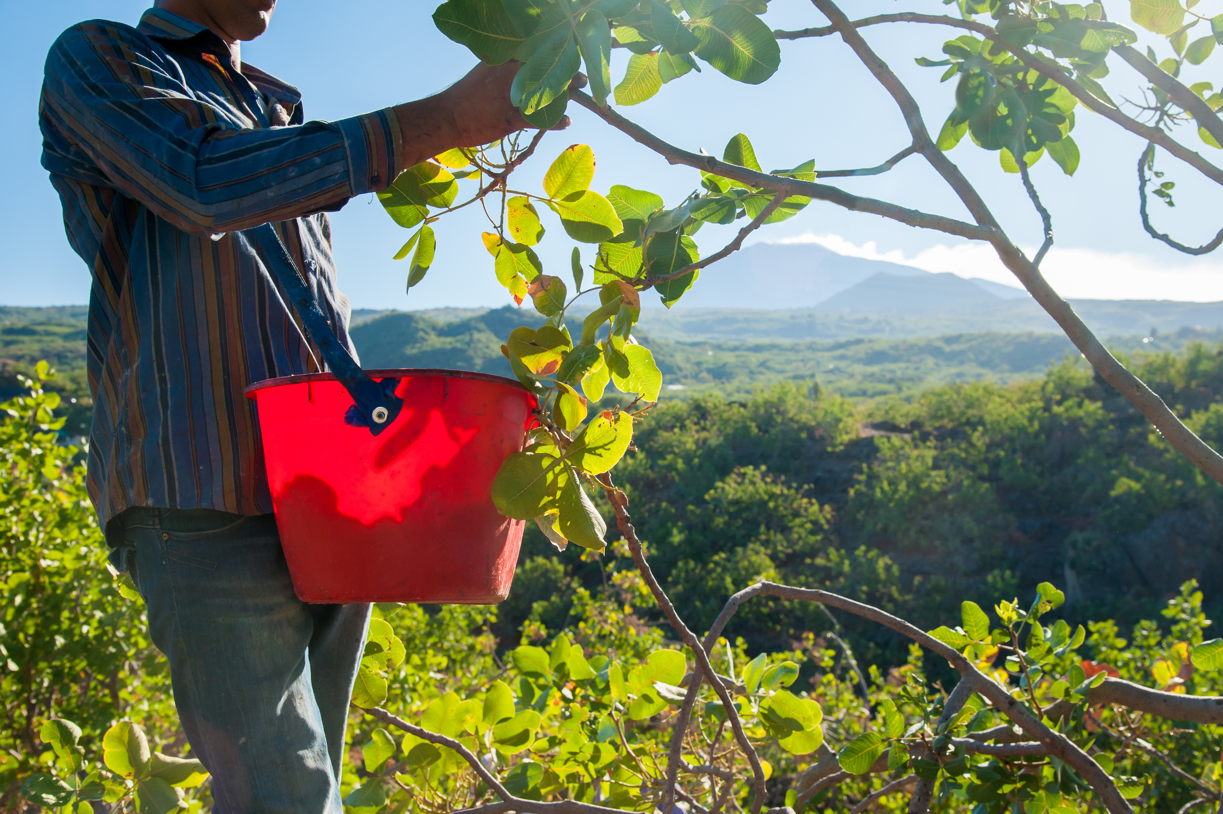 Pistachio picker at work with his red pail during harvest season in Bronte, Sicily, and Mount Etna in the distance