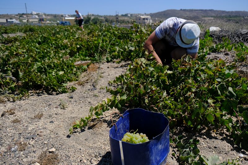 Discover Greece’s Volcanic Wines of the Aegean