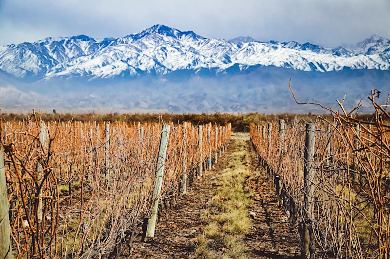 How Mendoza’s Wineries Are Facing Climate Change