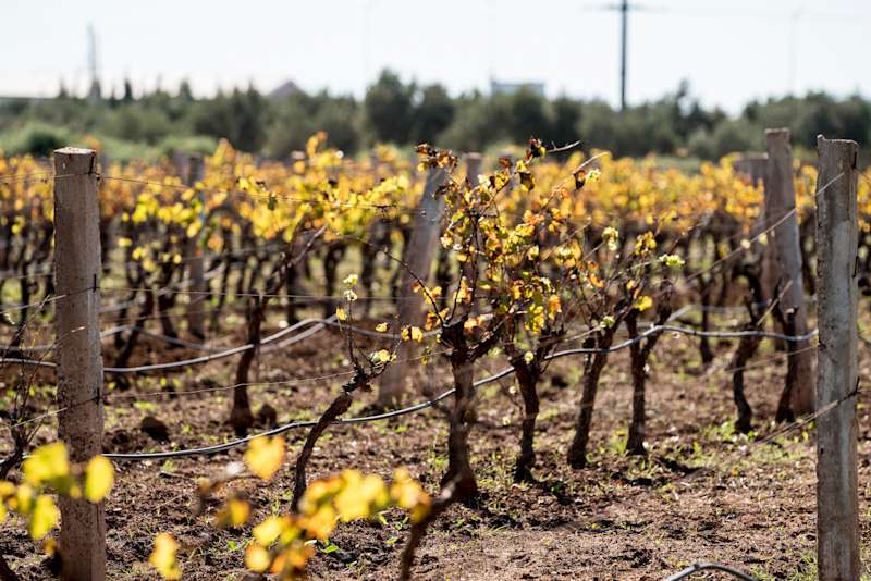 Moroccan Wines: A Guide to Vineyards and Wine Regions