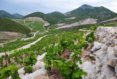  Milos Vineyard