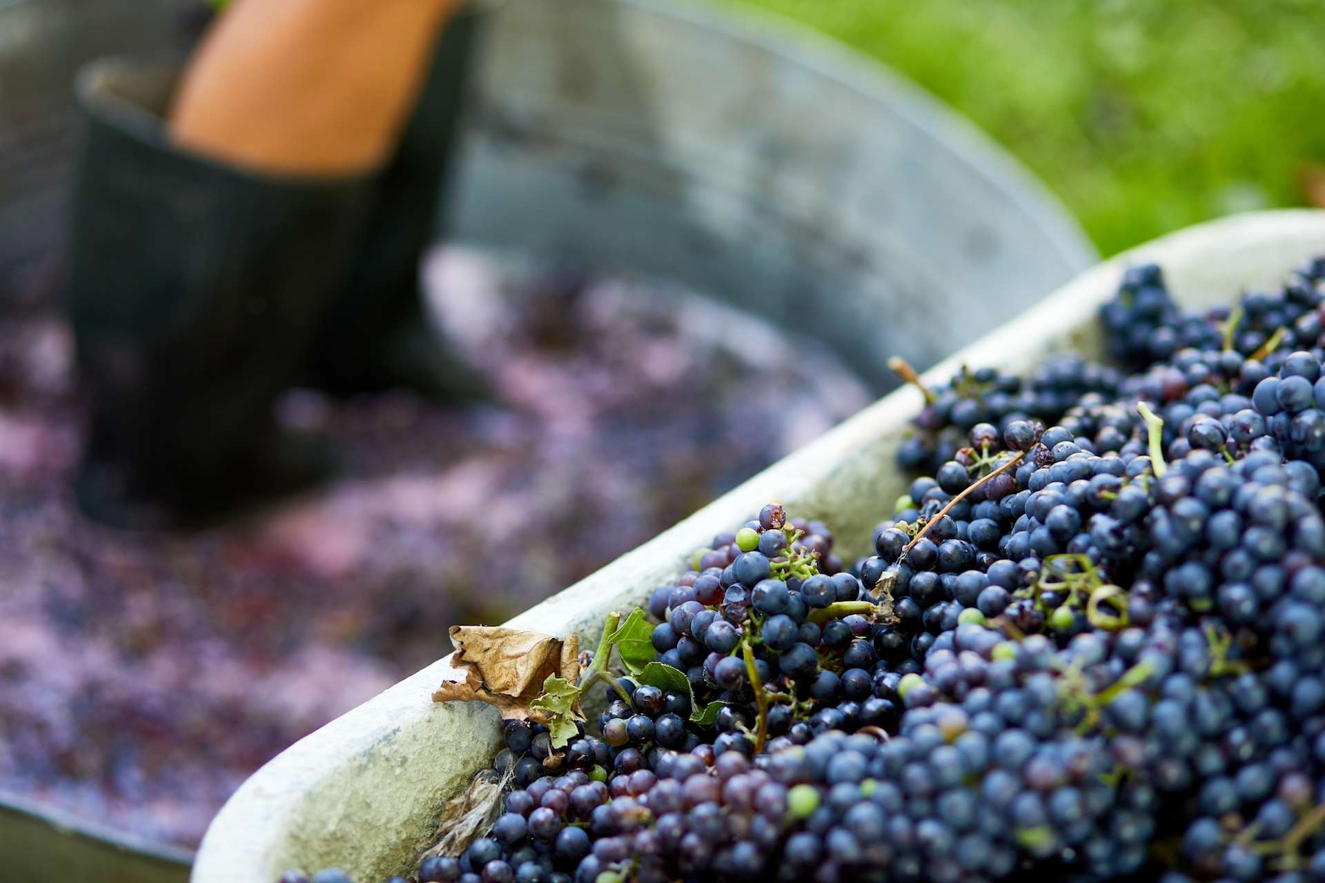 Cultivating Resilience in Mendoza