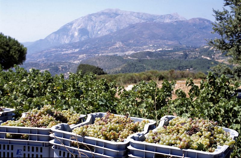 Discover Greece’s Volcanic Wines of the Aegean