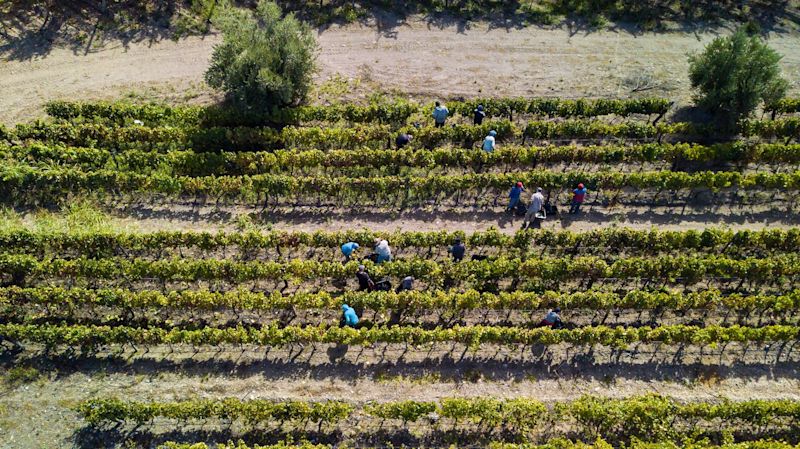 How Mendoza’s Wineries Are Facing Climate Change