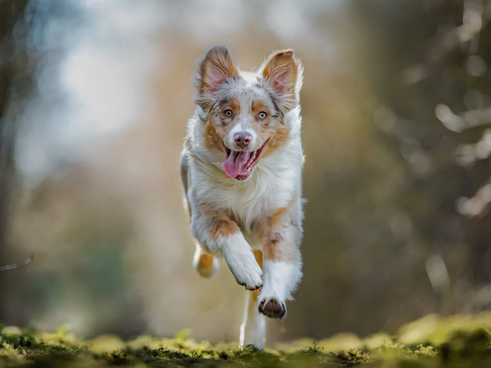 The Complete Guide to Preparing Your Home for a New Adopted Pet