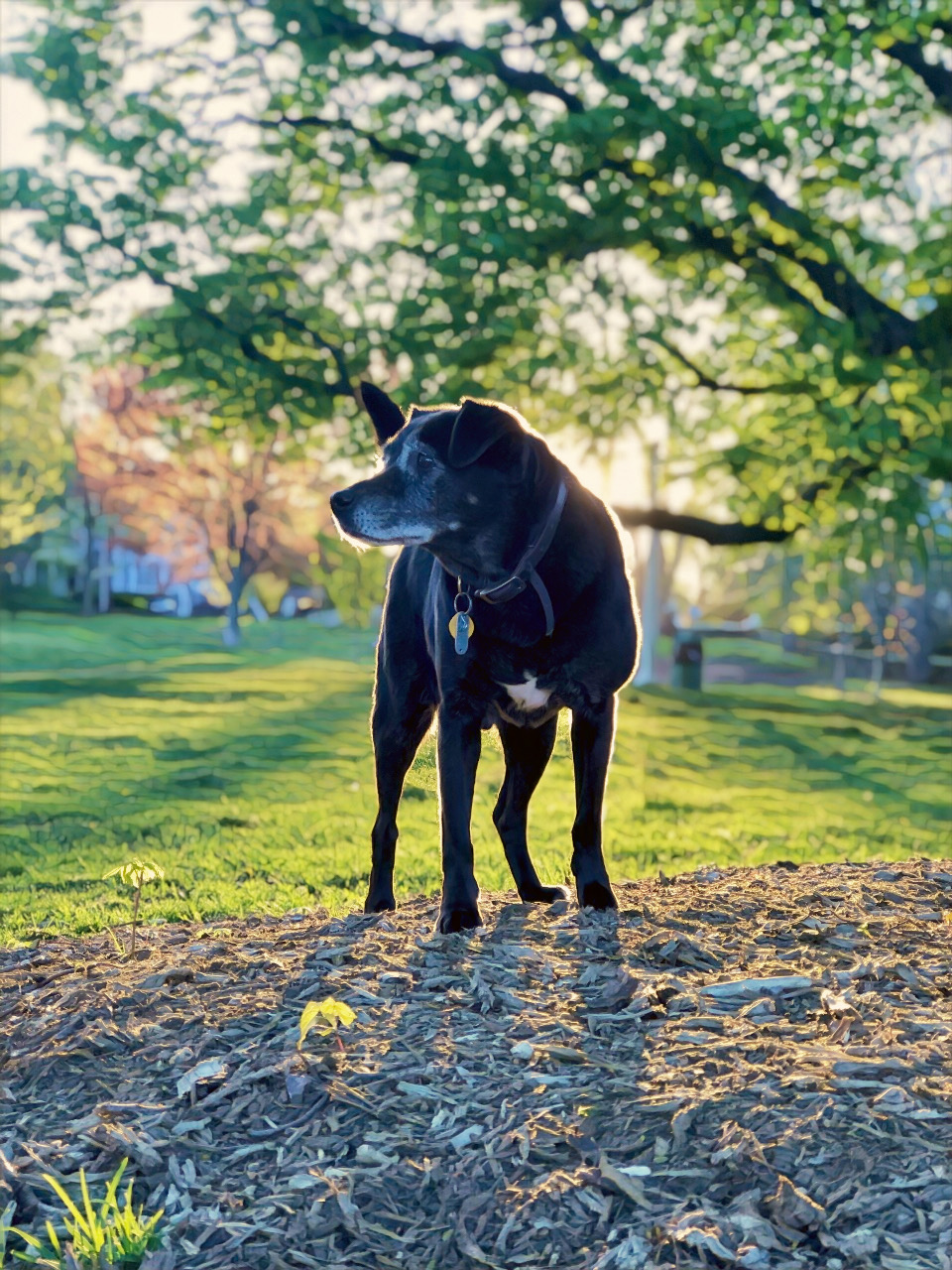 Top 5 Reasons to Consider Adopting a Senior Pet