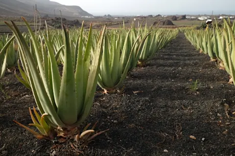 Why is Aloe Vera Good For Hair? | Herbal Essences Arabia