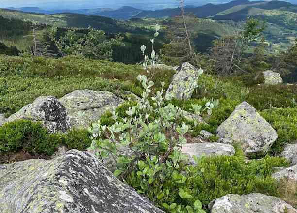 Photographie de cathy_fw57 sur la randonnée "Le Tanet - Sentier du Hirschsteine (Vosges)"
